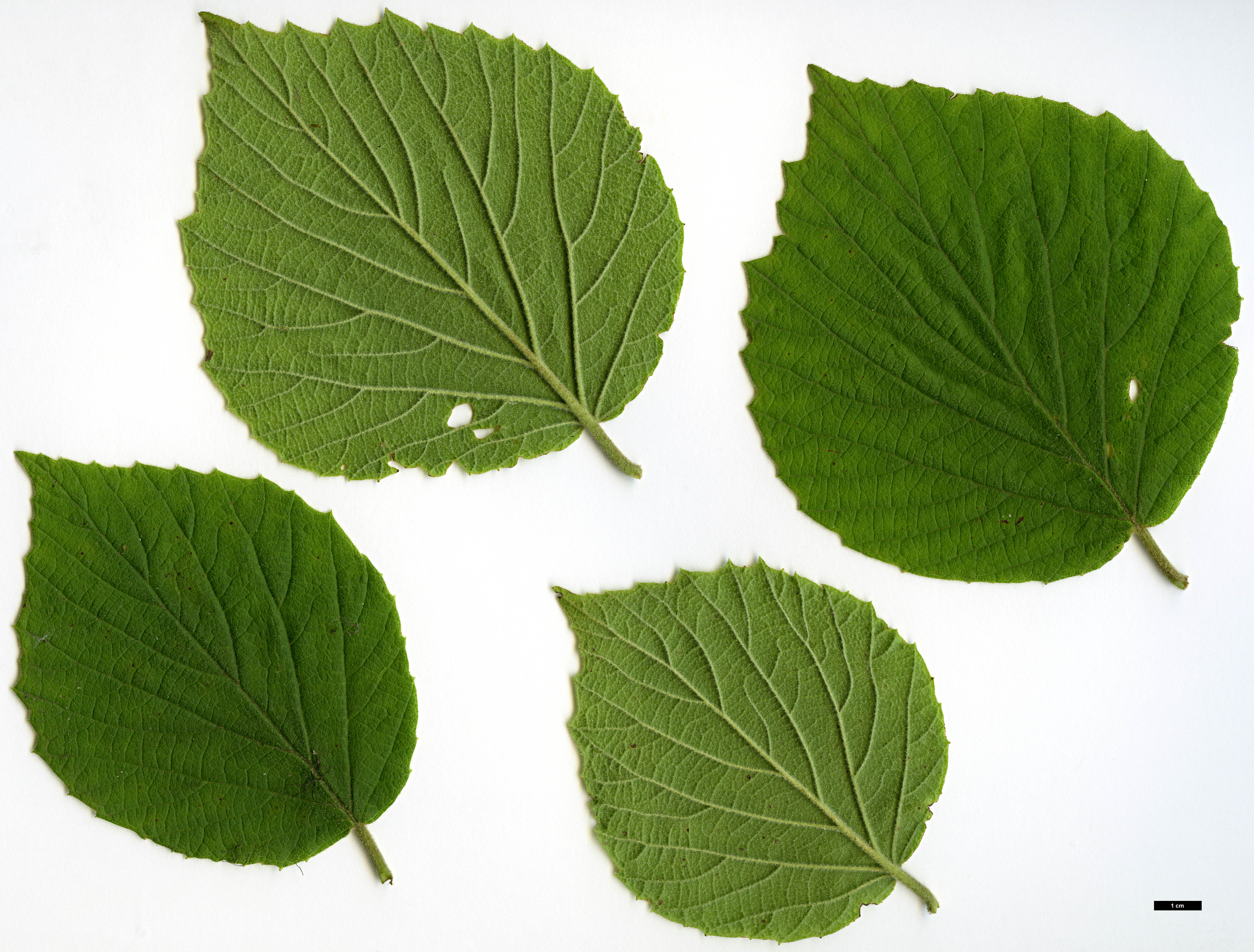 High resolution image: Family: Adoxaceae - Genus: Viburnum - Taxon: tiliifolium